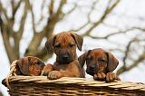 RODESIAN RIDGEBACK 208